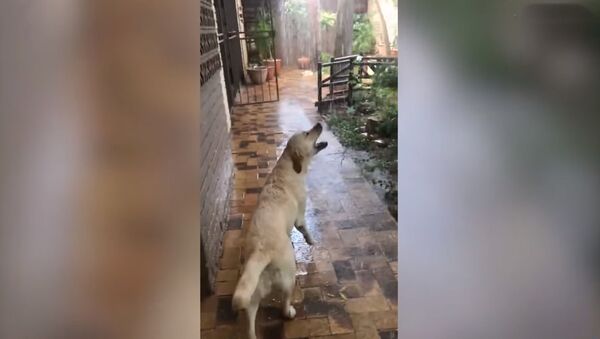 Танцующая под дождем: собака впервые увидела ливень - Sputnik Таджикистан