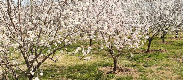 Яблоневый сад - Sputnik Таджикистан