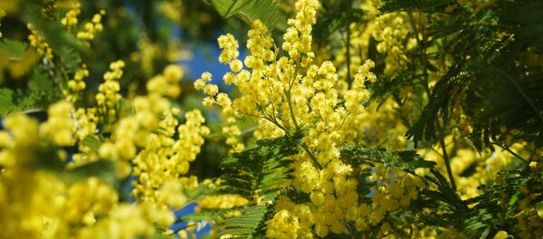 Цветущая мимоза Цветущая мимоза - Sputnik Таджикистан