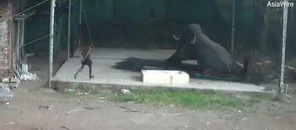 В Индии слон раздавил ударившего его надсмотрщика В Индии слон раздавил ударившего его надсмотрщика - Sputnik Таджикистан