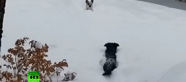 Настоящий друг! Пес спас собачку из снежного плена  - Sputnik Таджикистан