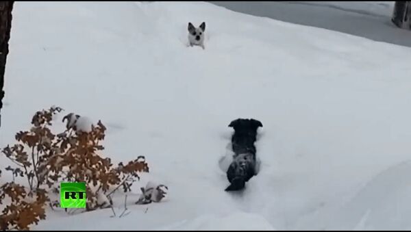 Настоящий друг! Пес спас собачку из снежного плена  - Sputnik Таджикистан