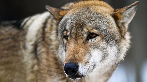 Волк, архивное фото - Sputnik Таджикистан
