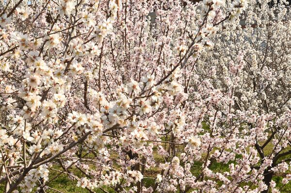 Таҷлили иди “Наврӯз-2019” дар Тоҷикистон Таҷлили иди “Наврӯз-2019” дар Тоҷикистон - Sputnik Тоҷикистон