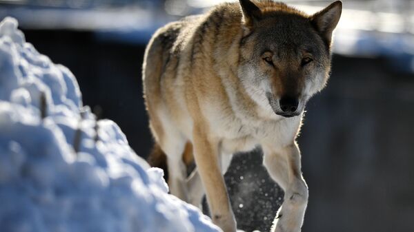 Волк, архивное фото - Sputnik Таджикистан