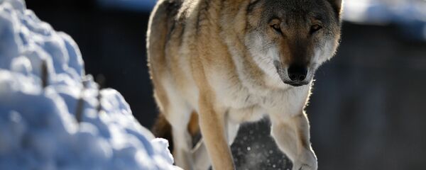 Волк, архивное фото - Sputnik Тоҷикистон