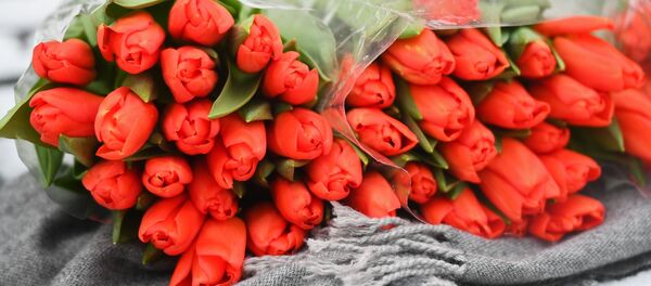 Тюльпаны, архивное фото Тюльпаны, архивное фото - Sputnik Таджикистан