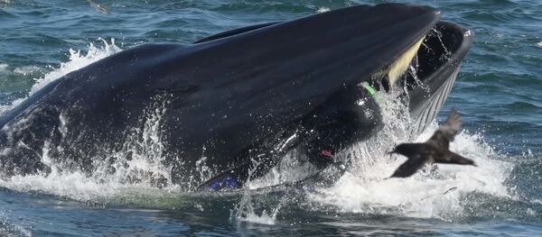 Попытка кита проглотить дайвера попала на видео - Sputnik Тоҷикистон