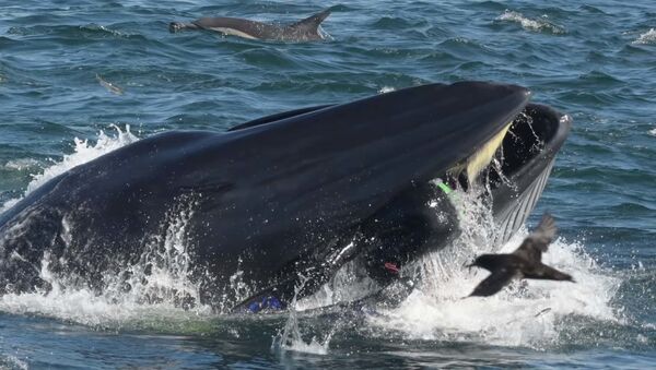 Попытка кита проглотить дайвера попала на видео - Sputnik Тоҷикистон