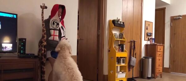 Очень удачные прятки: пес не смог найти хозяйку, стоя в двух шагах от нее - Sputnik Таджикистан