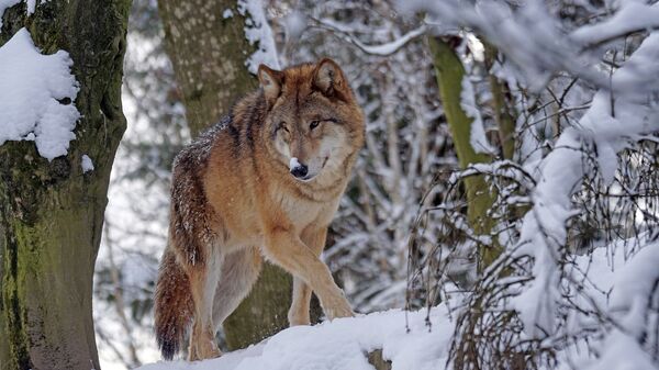 Волк в лесу, архивное фото - Sputnik Тоҷикистон