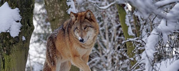 Волк в лесу, архивное фото - Sputnik Таджикистан