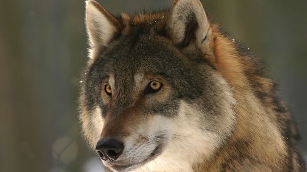 Волк в лесу, архивное фото - Sputnik Тоҷикистон