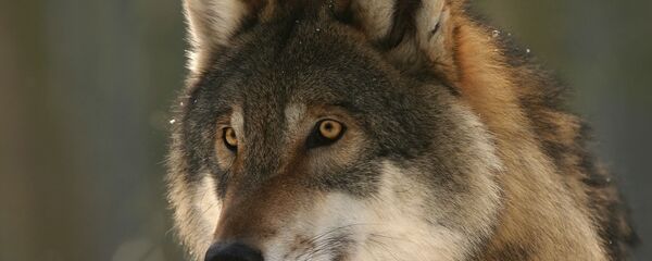 Волк в лесу, архивное фото Волк в лесу, архивное фото - Sputnik Таджикистан