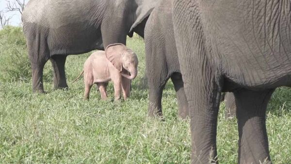 Необычного розового слоненка увидели туристы в ЮАР. Видео - Sputnik Таджикистан