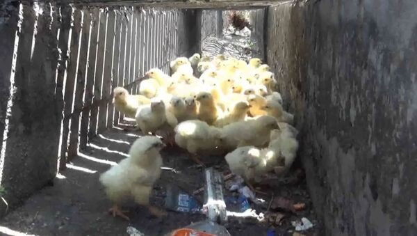 Как цыплят спасали из водостока в Таиланде - Sputnik Таджикистан