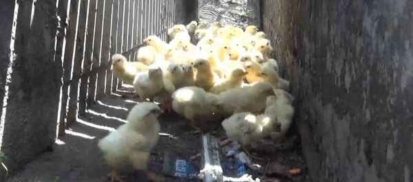 Как цыплят спасали из водостока в Таиланде Как цыплят спасали из водостока в Таиланде - Sputnik Таджикистан