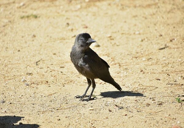 Какой сегодня праздник в Таджикистане и мире: 17 марта - Sputnik Таджикистан