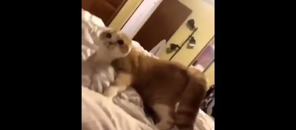 Реакция кота на хозяйку - Sputnik Таджикистан