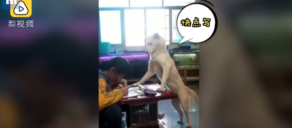 Мужчина обучил своего пса следить за тем, чтобы дочка делала уроки и не отвлекалась - Sputnik Таджикистан