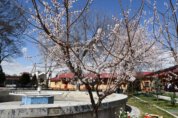 Цветущие деревья в парке ЖД, архивное фото - Sputnik Таджикистан