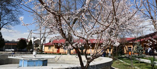 Цветущие деревья в парке ЖД, архивное фото - Sputnik Тоҷикистон