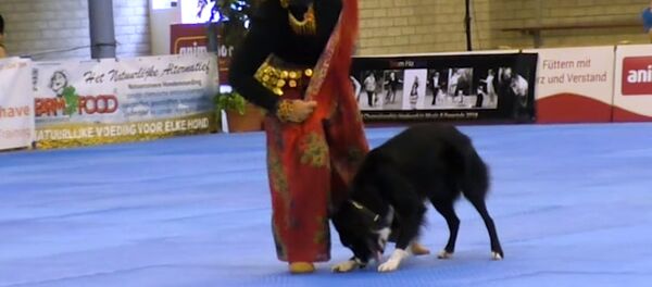 Невероятное выступление с собакой - видео - Sputnik Таджикистан