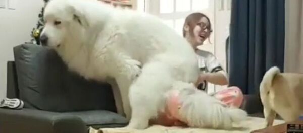 Когда ты огромный пес, но думаешь, что кошечка - супер милое видео - Sputnik Таджикистан