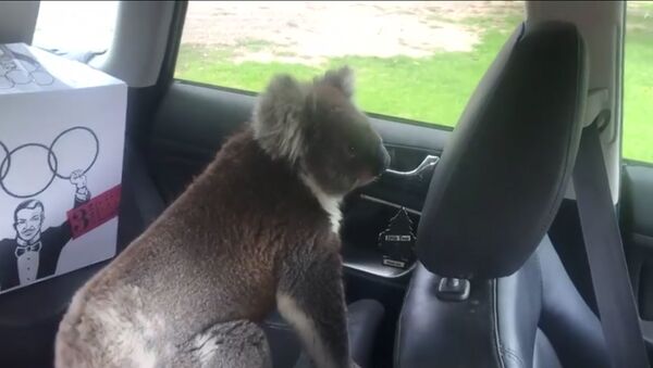 Наглый коала проник в автомобиль, чтобы охладиться - Sputnik Таджикистан
