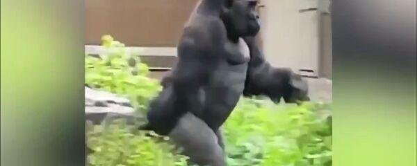 Когда пять минут до конца рабочего дня - смешное видео с бегущей гориллой Когда пять минут до конца рабочего дня - смешное видео с бегущей гориллой - Sputnik Таджикистан