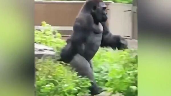 Когда пять минут до конца рабочего дня - смешное видео с бегущей гориллой - Sputnik Таджикистан
