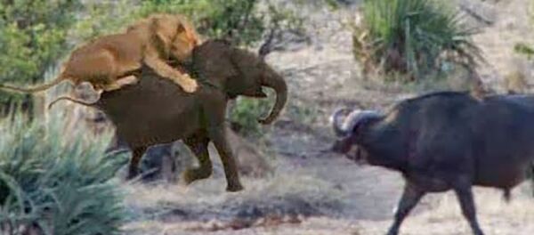 Стая львов схватила слоненка, но к нему на помощь пришли буйволы – видео Стая львов схватила слоненка, но к нему на помощь пришли буйволы – видео - Sputnik Таджикистан