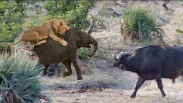 Стая львов схватила слоненка, но к нему на помощь пришли буйволы – видео - Sputnik Таджикистан