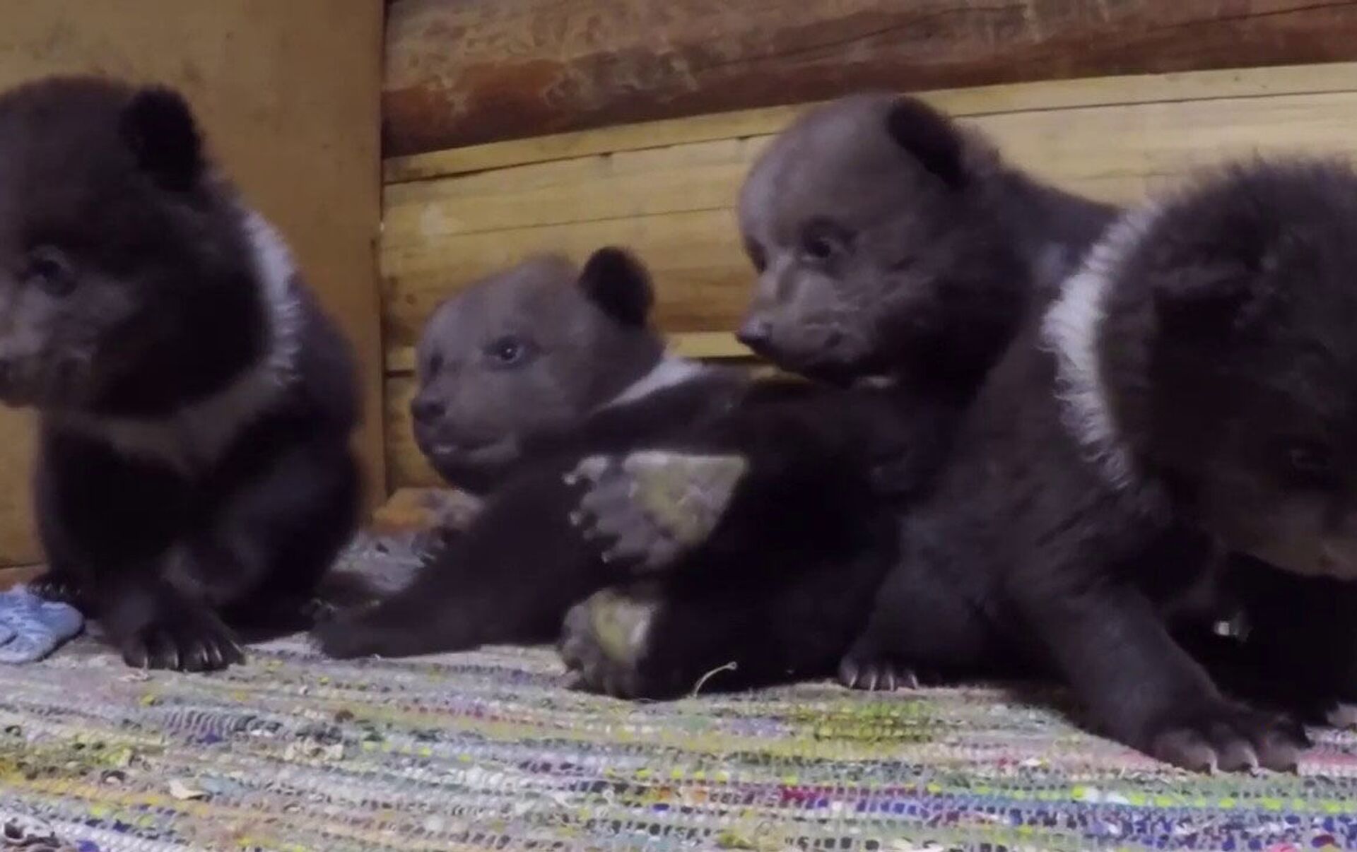 Семеро медвежат. Детский сад медвежат сирот. Медвежий детский сад в Тверской области видео. Семеро медвежат как.