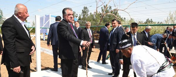 Глава РТ Эмомоали Рахмон возвел виноградник в Национальном парке Вахдат Глава РТ Эмомоали Рахмон возвел виноградник в Национальном парке Вахдат - Sputnik Тоҷикистон