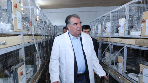 Эмомали Рахмон ознакомился с деятельностью подсобного хозяйства Общества с ограниченной ответственностью Санаторий Бахористон - Sputnik Тоҷикистон