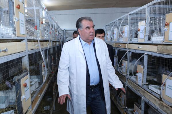 Эмомали Рахмон ознакомился с деятельностью подсобного хозяйства Общества с ограниченной ответственностью анаторий Бахористон - Sputnik Таджикистан