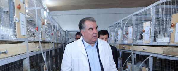 Эмомали Рахмон ознакомился с деятельностью подсобного хозяйства Общества с ограниченной ответственностью Санаторий Бахористон - Sputnik Тоҷикистон