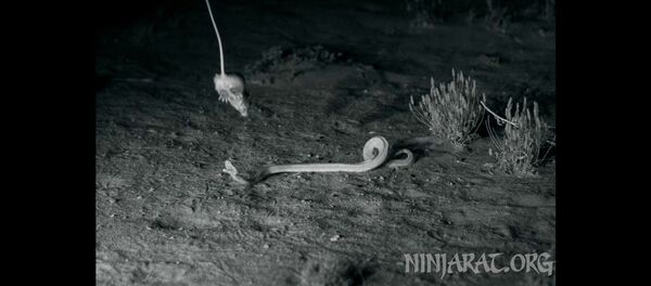 Видео, как крыса молниеносно спасается от ядовитой змеи - Sputnik Таджикистан