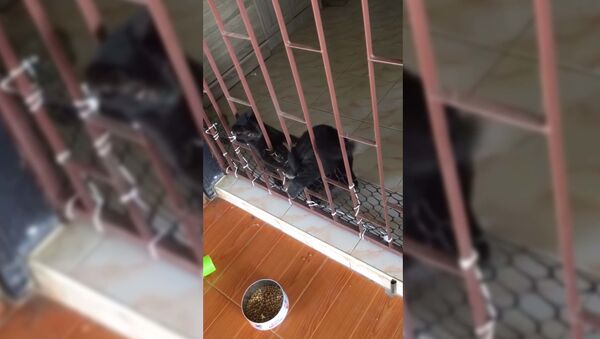 Котенок помог упитанному щенку пробраться сквозь решетку - видео - Sputnik Таджикистан