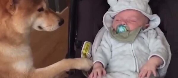 Милое видео о песике, который убаюкивает малыша - Sputnik Таджикистан