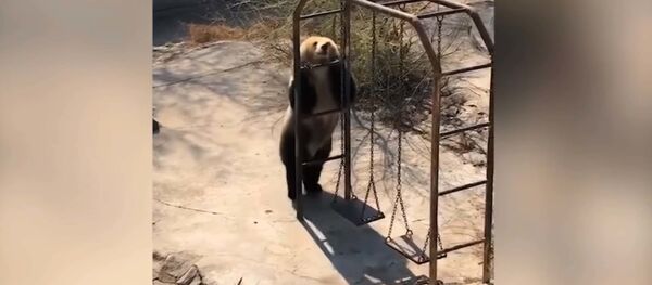 Медведь-пищухоед пустился в пляс в честь теплой погоды и попал на видео Медведь-пищухоед пустился в пляс в честь теплой погоды и попал на видео - Sputnik Таджикистан