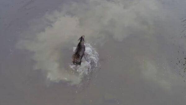 Ожесточенную схватку лося и волка посреди озера сняли на видео - Sputnik Таджикистан