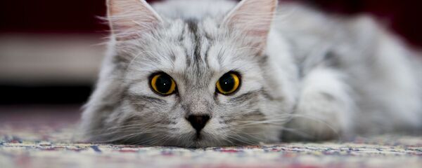 Серая кошка Серая кошка - Sputnik Таджикистан