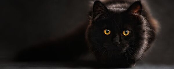 Черный кот - Sputnik Таджикистан