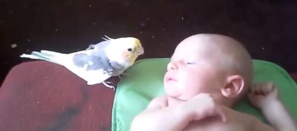 Попугай поет специально для младенца - Sputnik Таджикистан