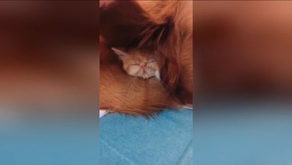 Китаец обнаружил пропавшег котенка спящим под ухом у домашнего пса - Sputnik Таджикистан