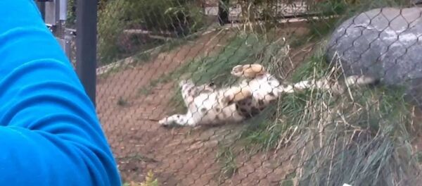 Снежному леопарду бросили в вольер тыкву – его забавная реакция на видео - Sputnik Таджикистан