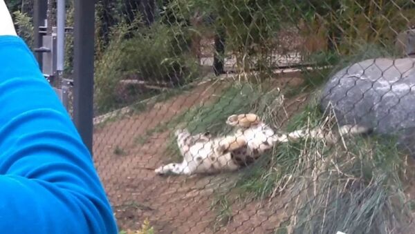 Снежному леопарду бросили в вольер тыкву – его забавная реакция на видео - Sputnik Таджикистан