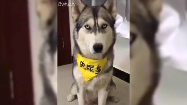 С хаски шутки плохи: пес уничтожил хозяина взглядом - смешное видео - Sputnik Таджикистан
